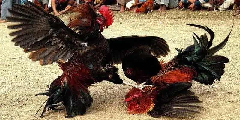 Đá gà Thomo xanh trích - mẹo đặt cược hiệu quả nhất hiện nay