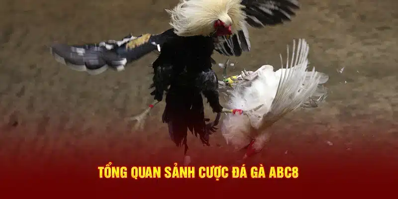 Tổng quan sảnh cược đá gà ABC8