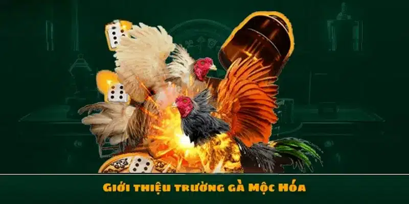 Các thông tin cơ bản cần biết về đá gà Mộc Hóa phải nắm rõ